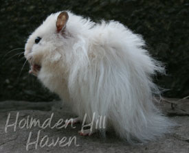 Powderpuff- Extreme Dilute Black Eyed Cream Black Longhaired